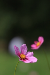 秋桜