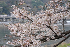 桜  花