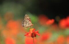 秋桜に蝶