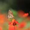 秋桜に蝶