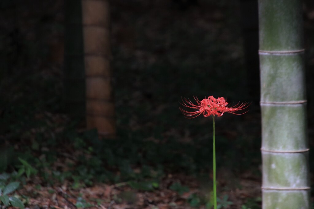 彼岸花