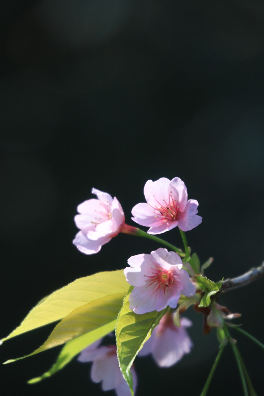 桜 花