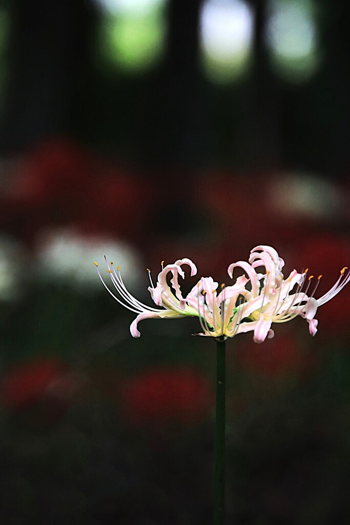 彼 岸 花