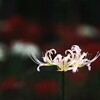 彼 岸 花