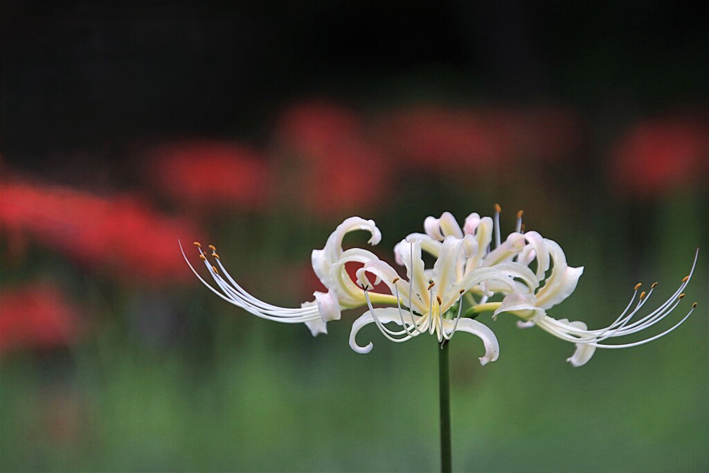 彼 岸 花