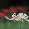 彼 岸 花