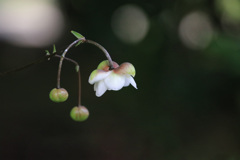 蓮  華  升  麻