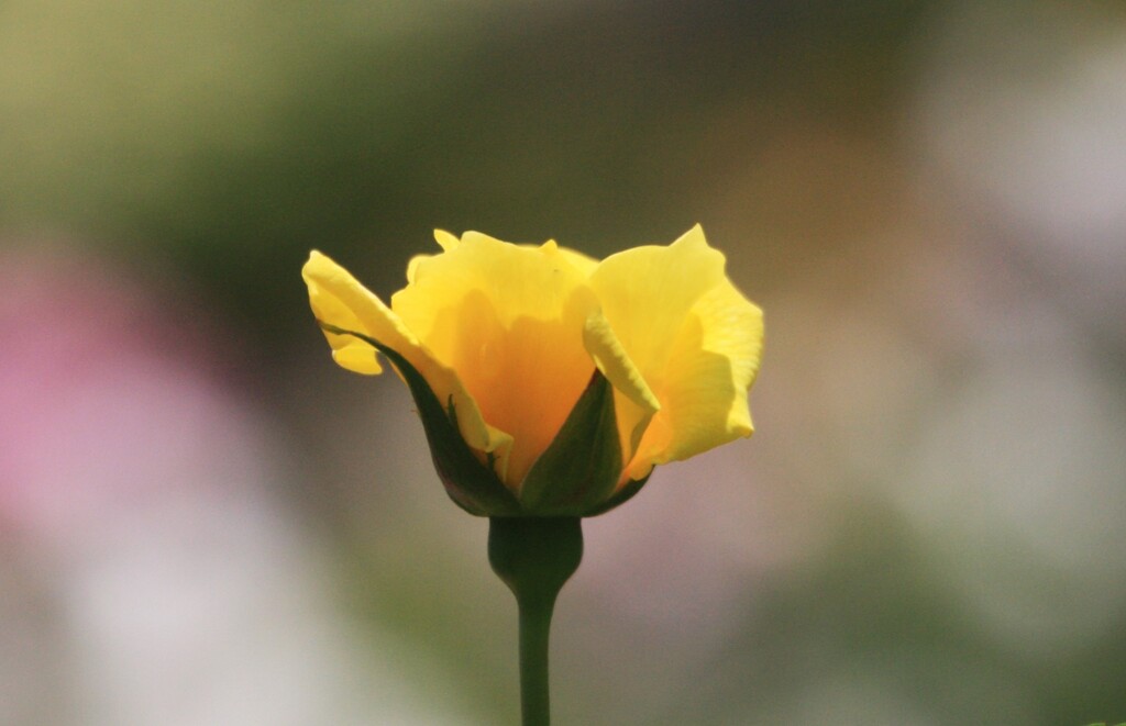 春 薔 薇