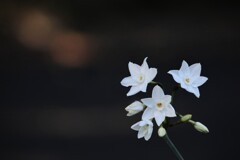 水仙(ペーパーホワイト)