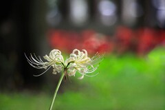 彼岸花