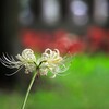 彼岸花