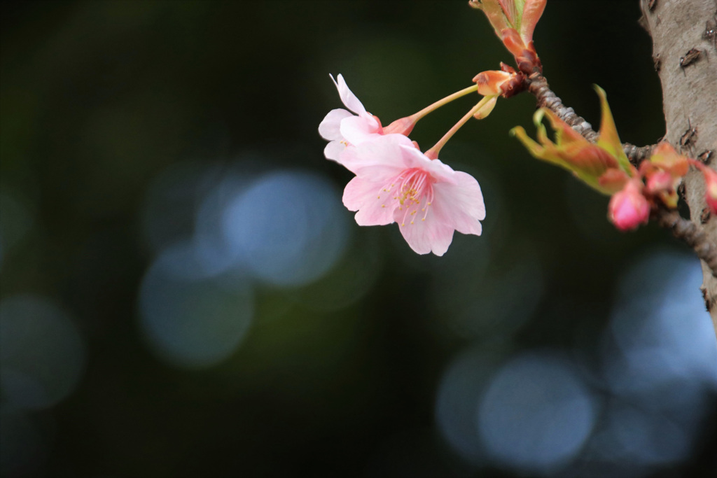 桜花