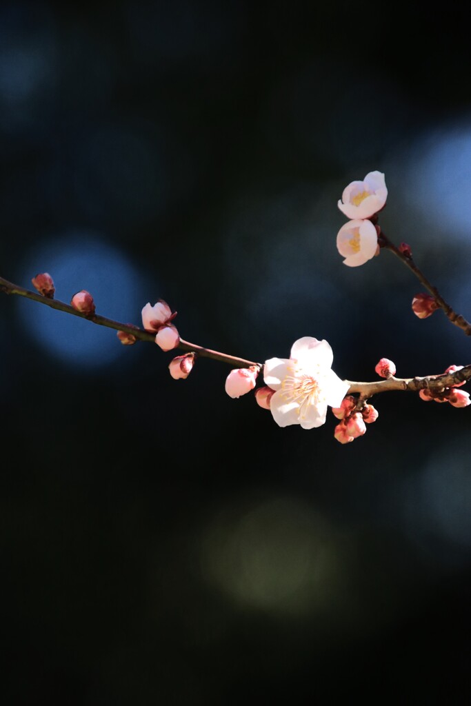 梅 花