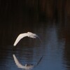 野鳥(飛翔)