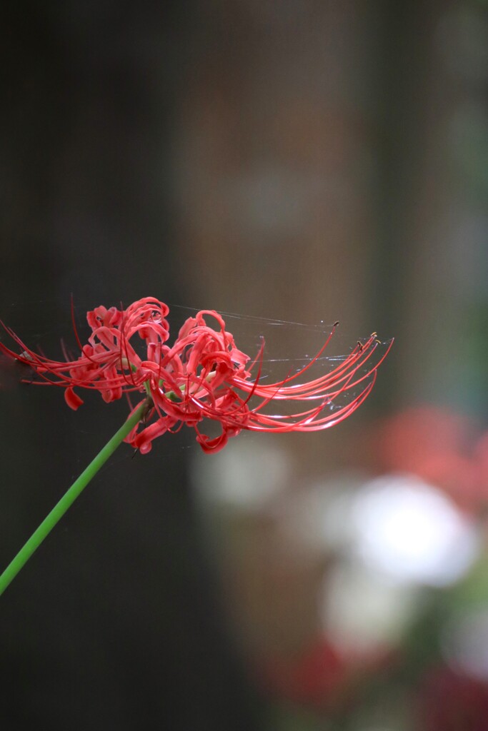 彼 岸 花