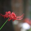 彼 岸 花