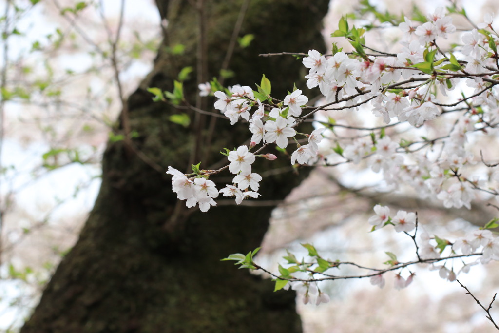 桜  花