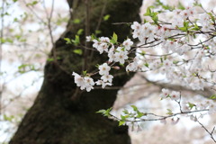 桜  花