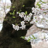 桜  花