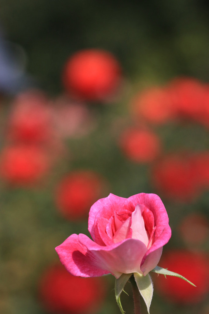 秋 薔 薇