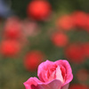秋 薔 薇