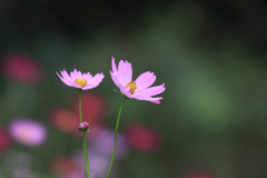 秋  桜