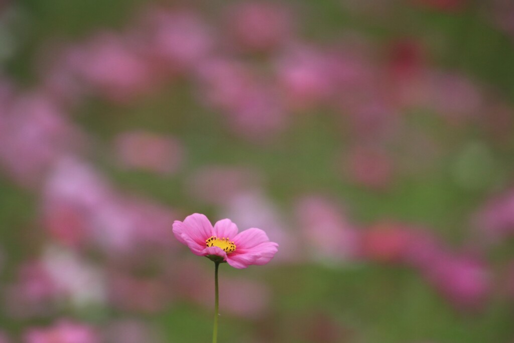 秋桜