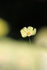 秋 桜