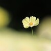 秋 桜