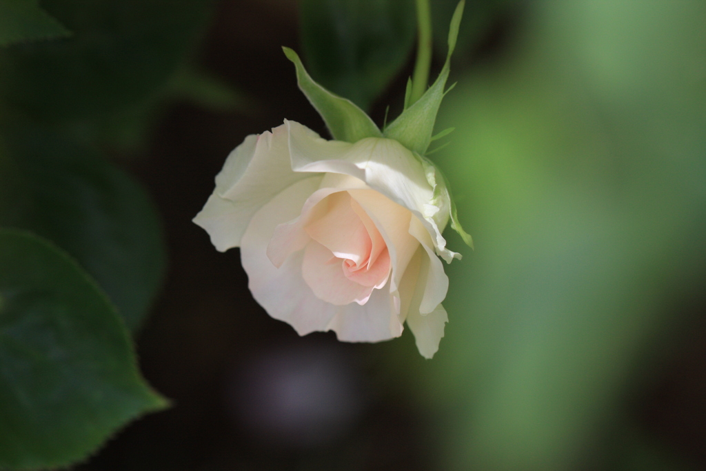 春薔薇