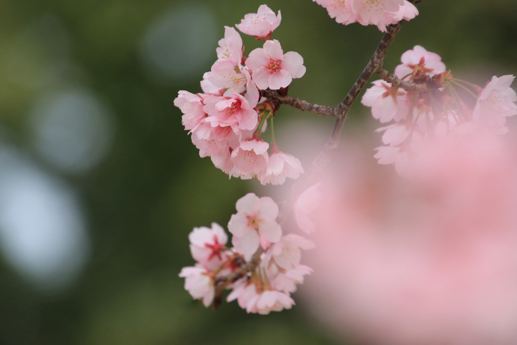 桜花