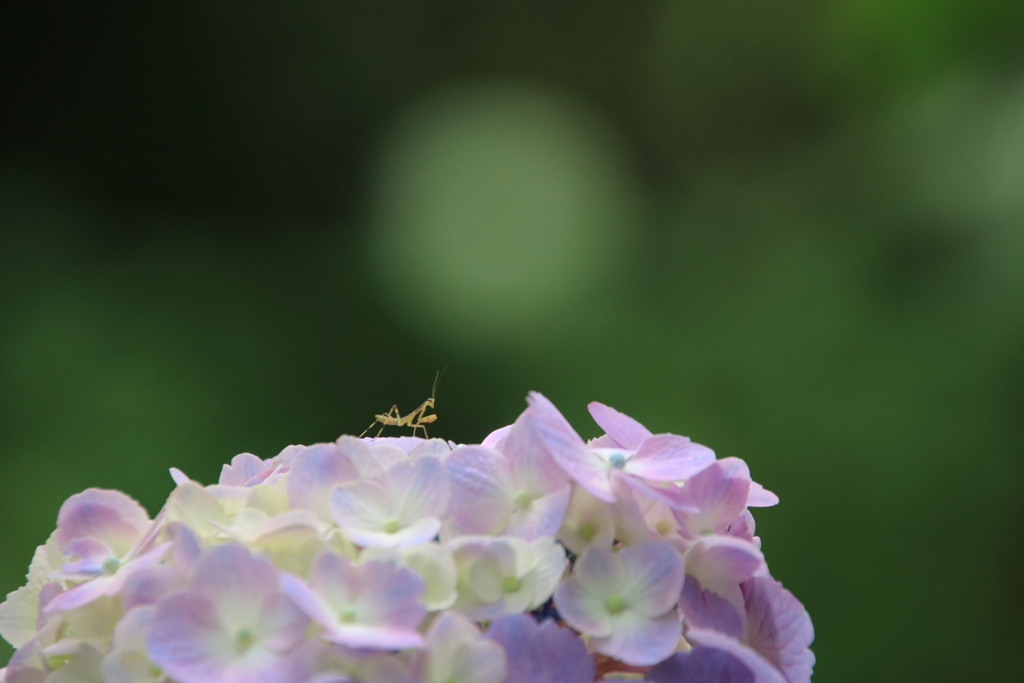 紫陽花にカマキリ