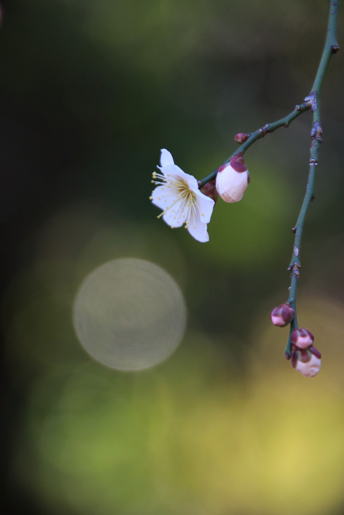 梅 花