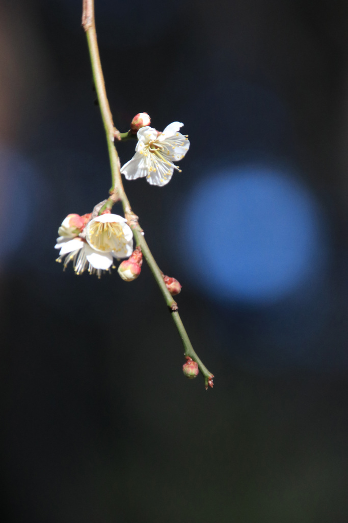 梅 花