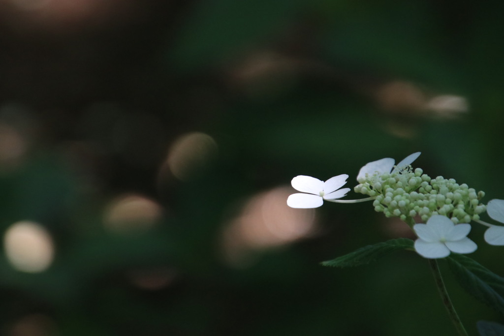 紫陽花