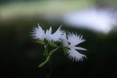 鷺草