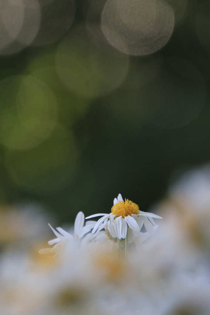 菊 花