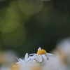 菊 花