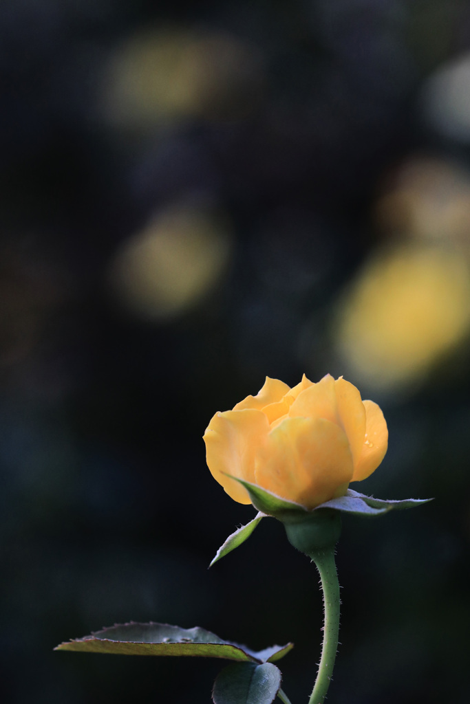 秋 薔 薇