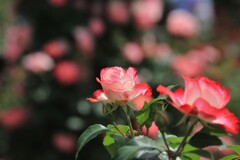 春  薔  薇