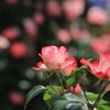 春  薔  薇