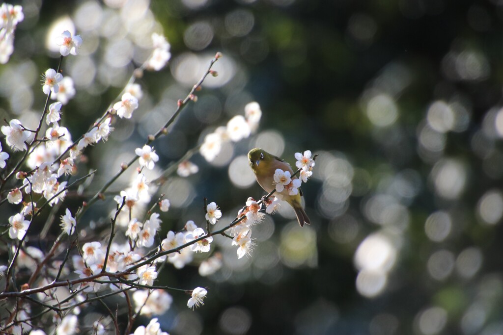 梅にめじろ