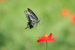 花に蝶