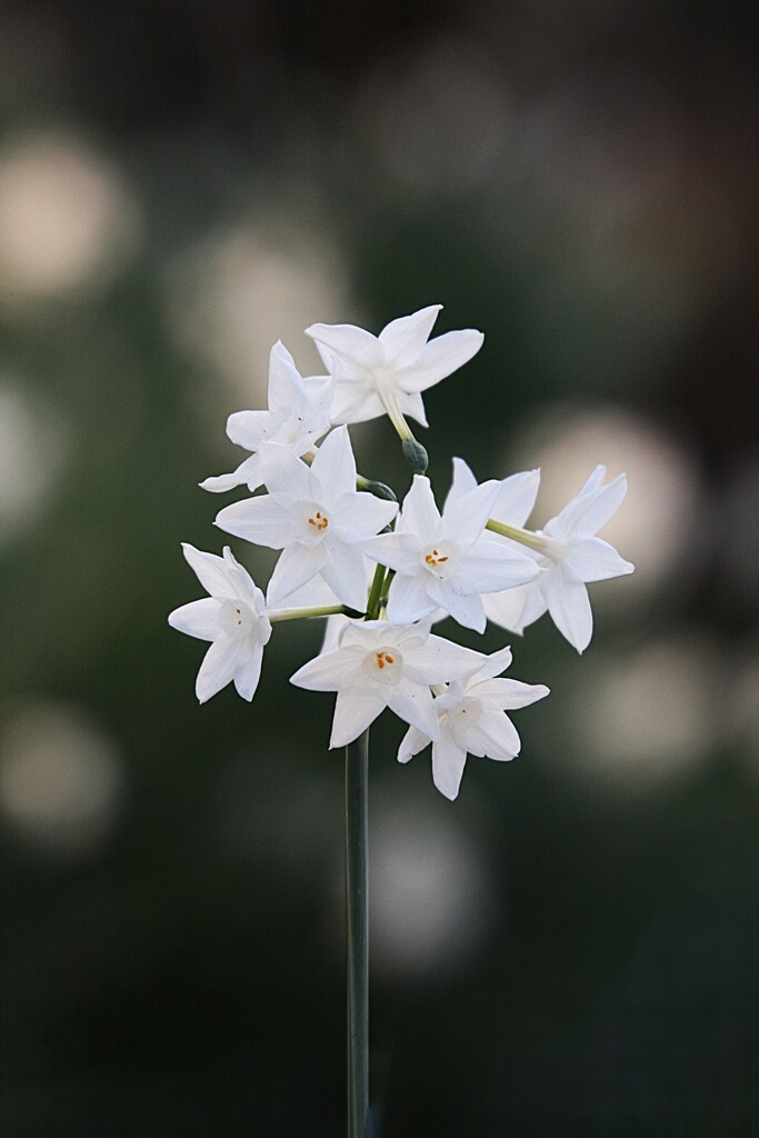 水 仙(ペーパーホワイト)