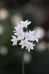 水 仙(ペーパーホワイト)