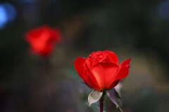 秋  薔  薇