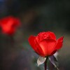 秋  薔  薇