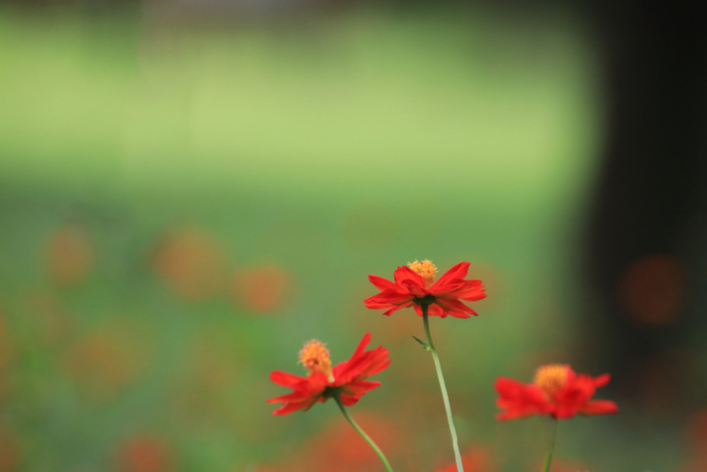 秋  桜