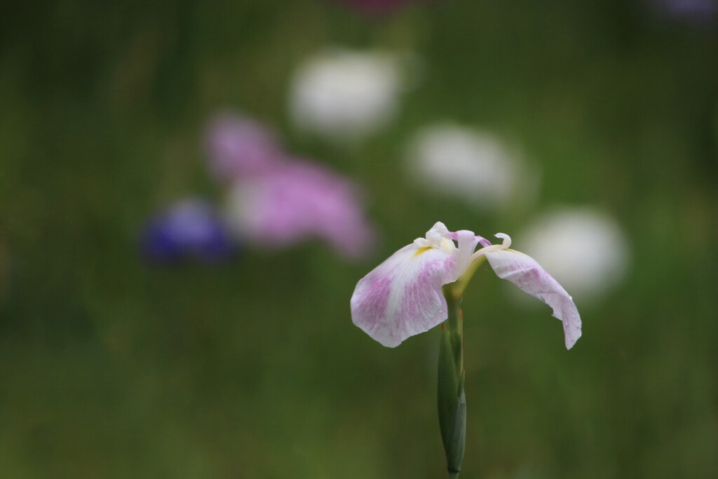 菖蒲