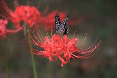 彼岸花と蝶